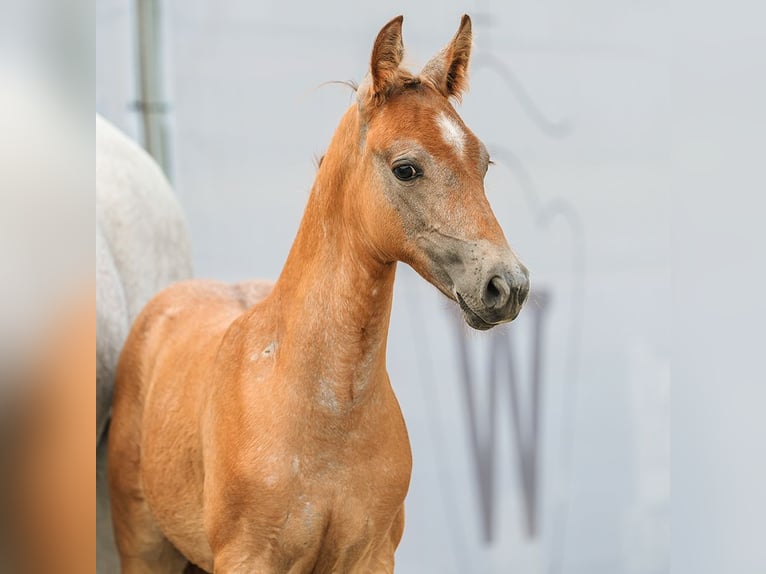 German Riding Pony Stallion Foal (06/2024) Chestnut-Red in Münster-Handorf