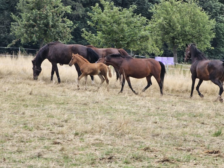 German Riding Pony Stallion Foal (05/2023) Chestnut-Red in Reichelsheim