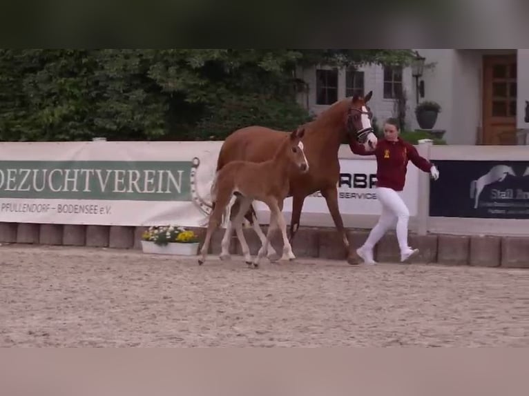 German Riding Pony Stallion Foal (04/2024) Chestnut-Red in Villingen-Schwenningen