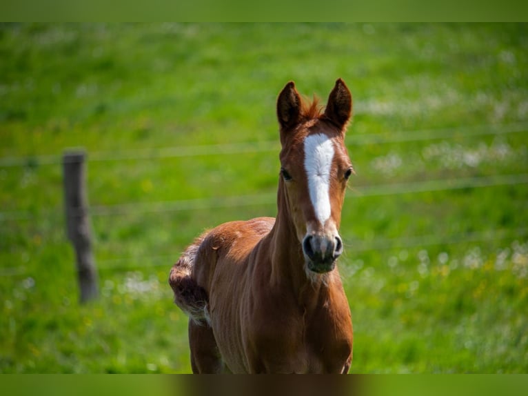 German Riding Pony Stallion Foal (05/2025) Chestnut-Red in Struxdorf