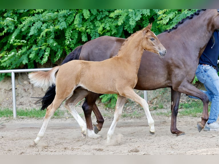 German Riding Pony Stallion Foal (04/2026) Chestnut-Red in Vechta