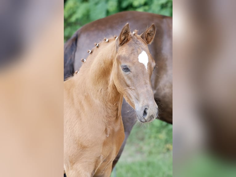 German Riding Pony Stallion Foal (04/2026) Chestnut-Red in Vechta