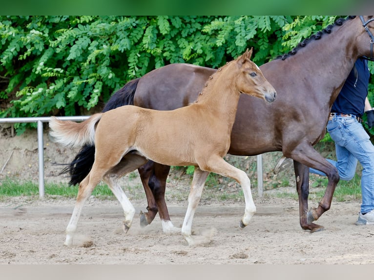 German Riding Pony Stallion Foal (04/2026) Chestnut-Red in Vechta