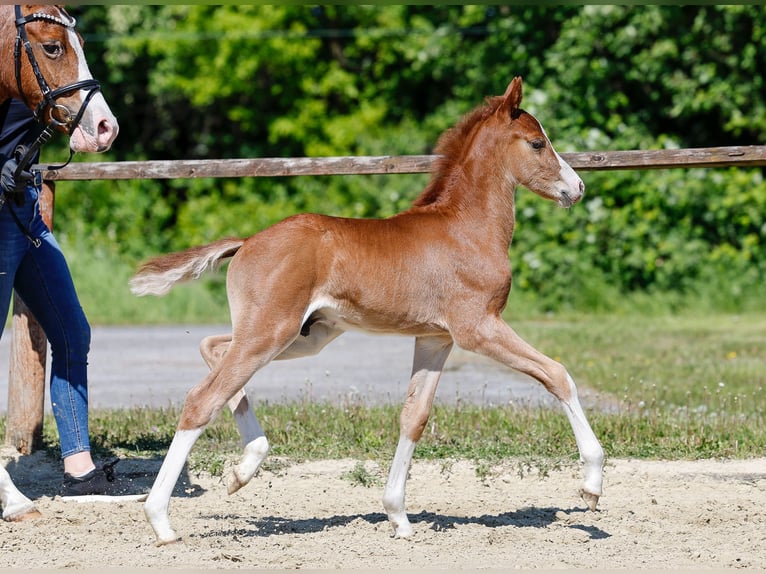 German Riding Pony Stallion  Chestnut-Red in Verl