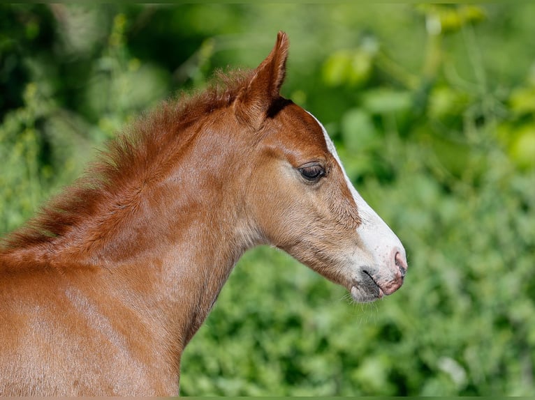 German Riding Pony Stallion  Chestnut-Red in Verl