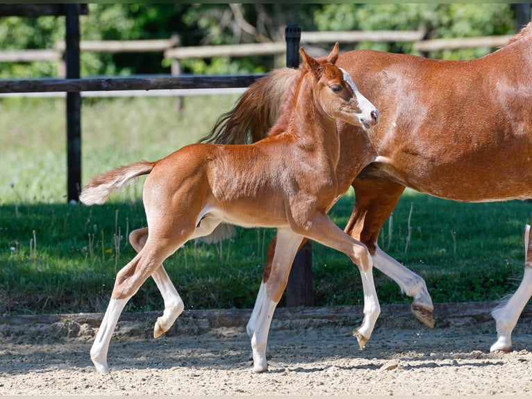 German Riding Pony Stallion  Chestnut-Red in Verl