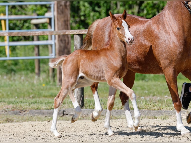 German Riding Pony Stallion  Chestnut-Red in Verl