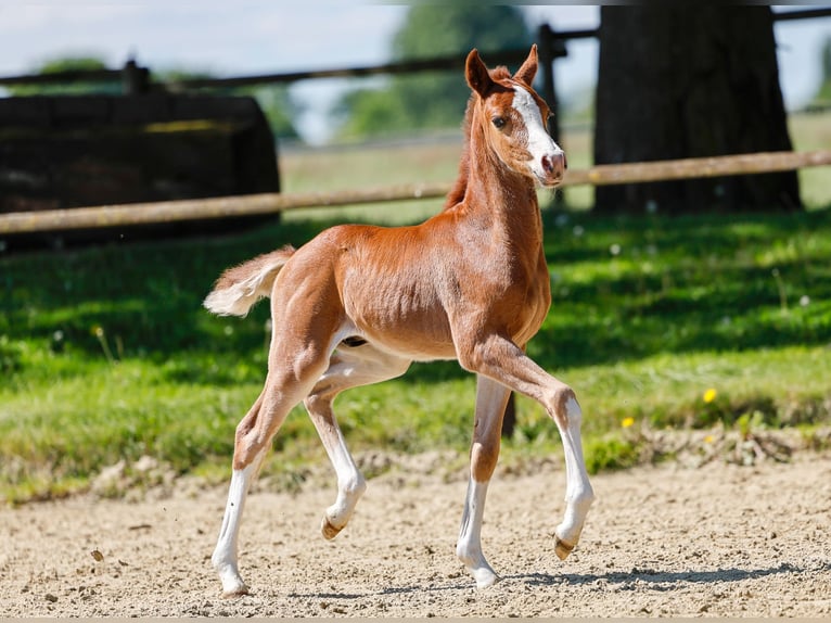German Riding Pony Stallion  Chestnut-Red in Verl