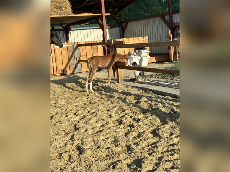 German Riding Pony Stallion Foal (06/2026) Chestnut-Red in GyhumZeven