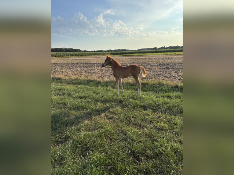 German Riding Pony Stallion Foal (06/2026) Chestnut-Red in GyhumZeven