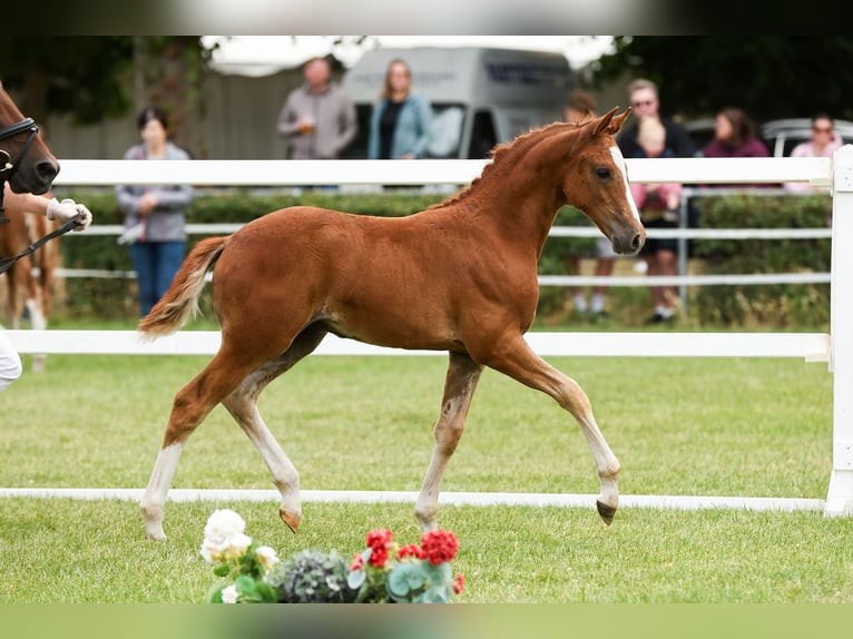 German Riding Pony Stallion Foal (05/2026) Chestnut-Red in Milower Land