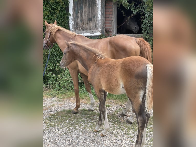 German Riding Pony Stallion Foal (03/2025) Chestnut in Alpen