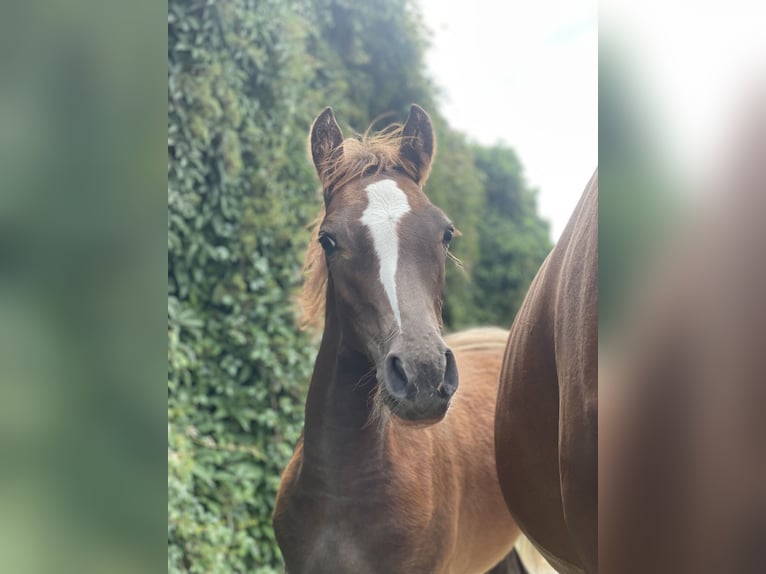 German Riding Pony Stallion Foal (03/2025) Chestnut in Alpen