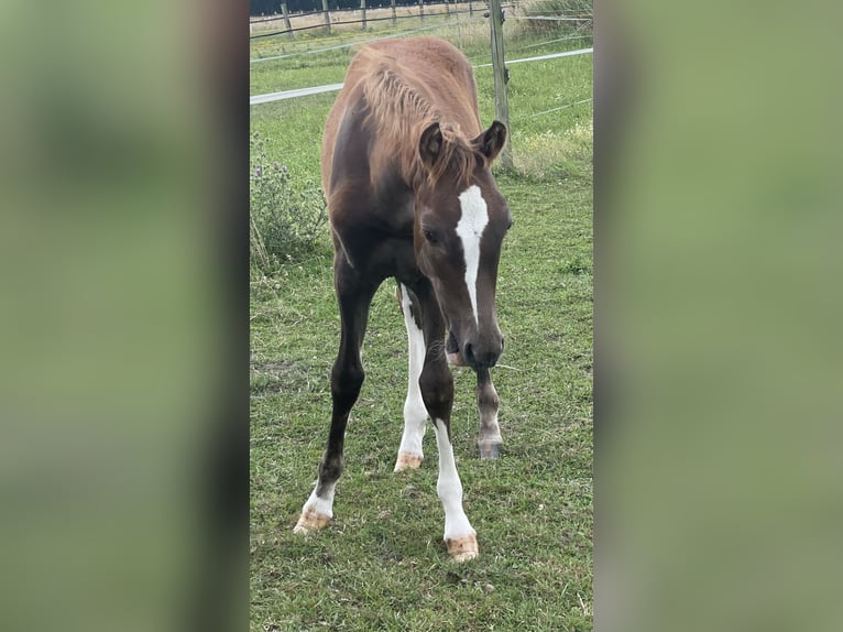 German Riding Pony Stallion Foal (03/2025) Chestnut in Alpen