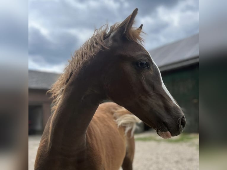 German Riding Pony Stallion Foal (03/2025) Chestnut in Alpen