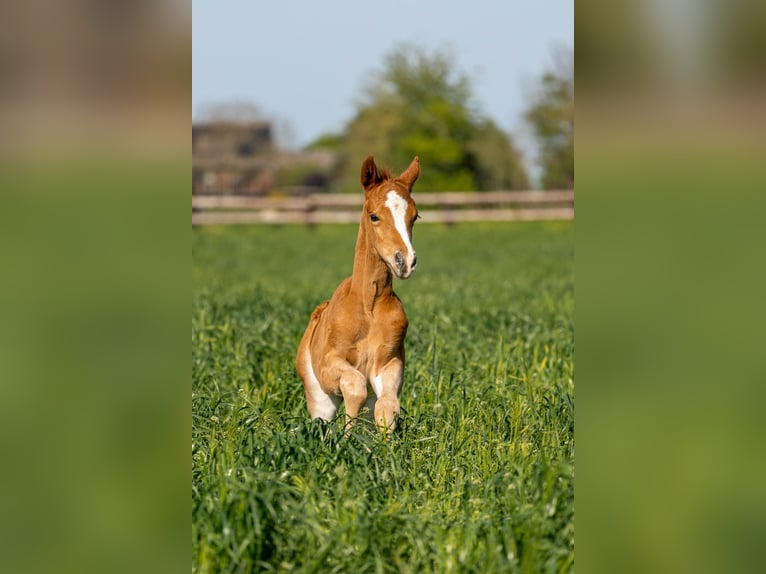 German Riding Pony Mix Stallion Foal (04/2023) Chestnut in Dormagen
