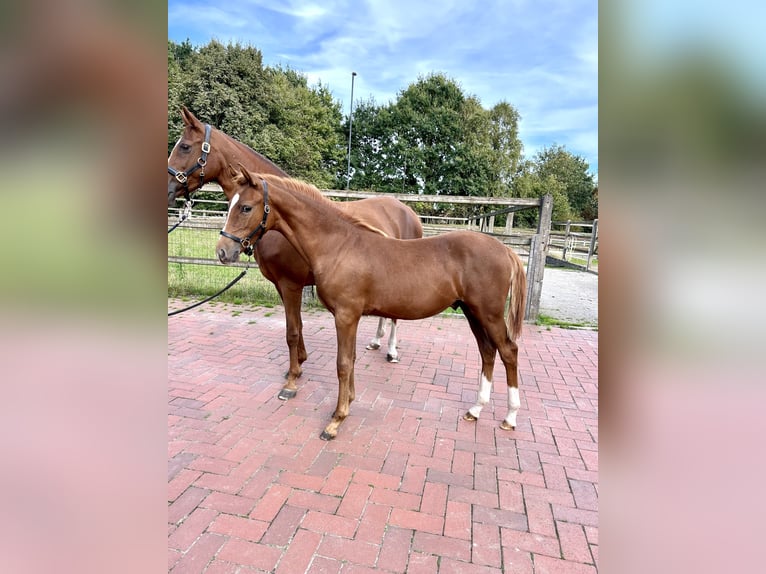 German Riding Pony Stallion Foal (03/2025) Chestnut in Ostercappeln