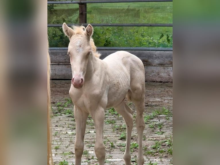 German Riding Pony Stallion Foal (05/2026) Cremello in Nortrup