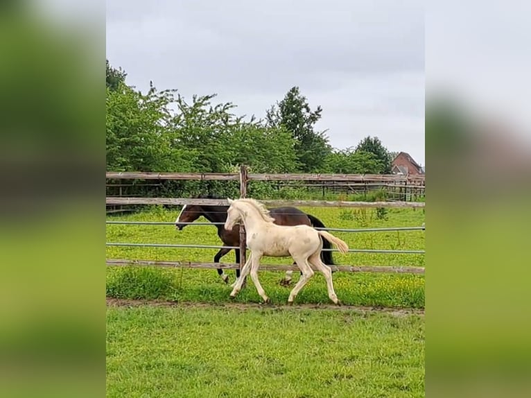 German Riding Pony Stallion Foal (03/2024) Cremello in Hamburg