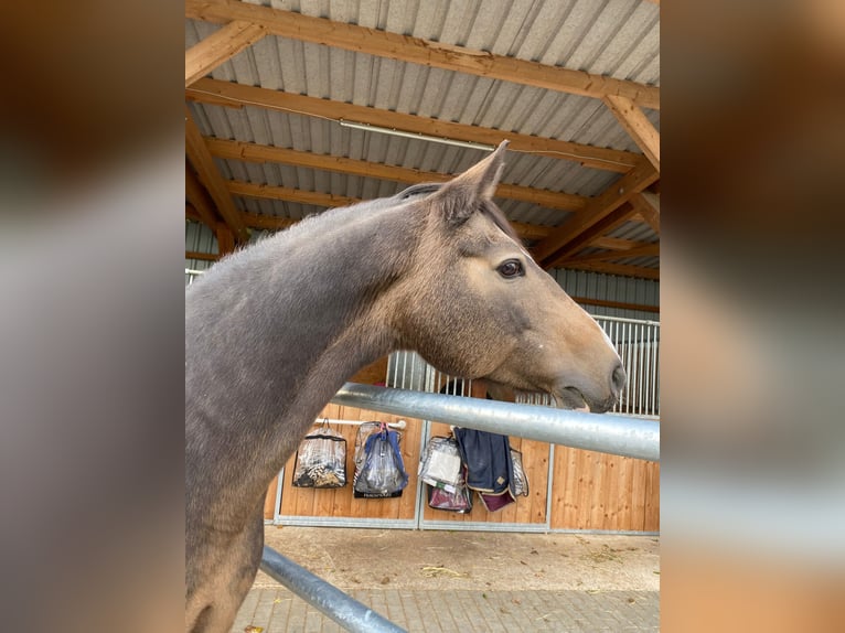 German Riding Pony Stallion Foal (06/2025) Cremello in Cremlingen German Riding Pony Stallion Foal (06/2025) Cremello in Cremlingen