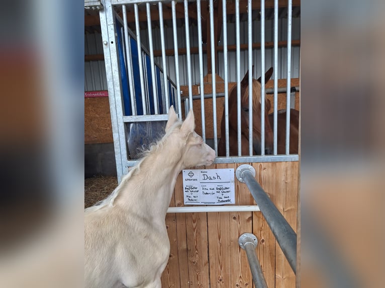 German Riding Pony Stallion Foal (06/2025) Cremello in Cremlingen German Riding Pony Stallion Foal (06/2025) Cremello in Cremlingen