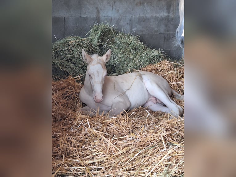 German Riding Pony Stallion Foal (06/2025) Cremello in Cremlingen German Riding Pony Stallion Foal (06/2025) Cremello in Cremlingen