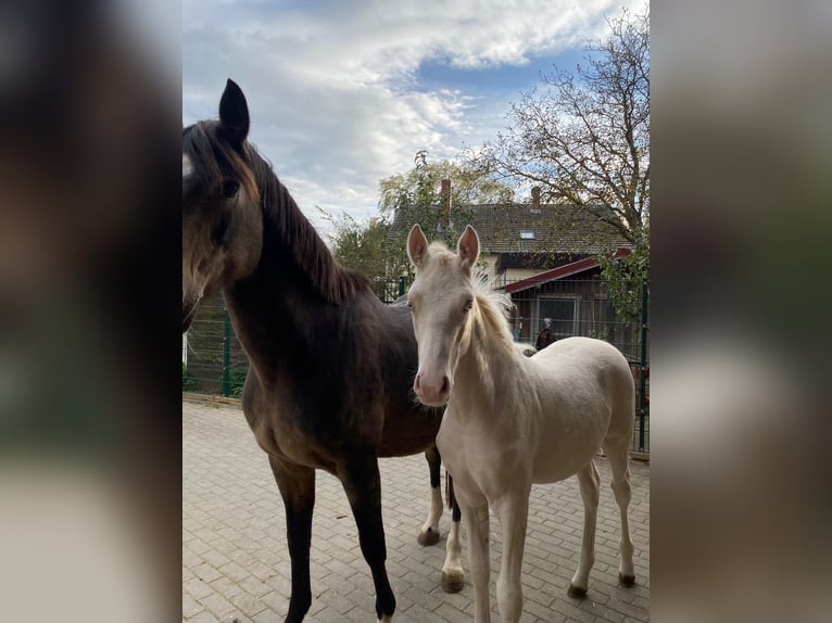 German Riding Pony Stallion Foal (06/2025) Cremello in Cremlingen German Riding Pony Stallion Foal (06/2025) Cremello in Cremlingen