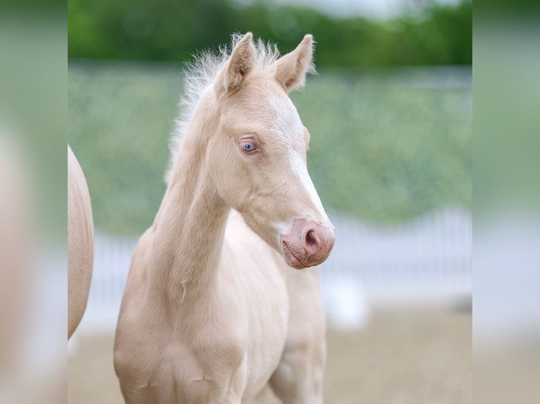 German Riding Pony Stallion Foal (04/2026) Cremello in Wettringen