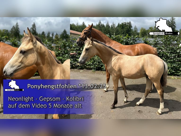 German Riding Pony Stallion Foal (02/2025) Cremello in Seetz