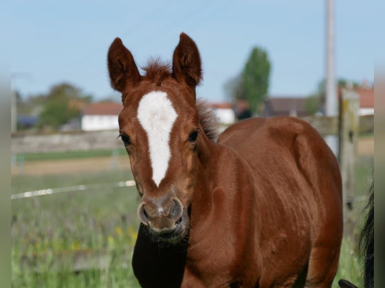 German Riding Pony Stallion  in Adlkofen