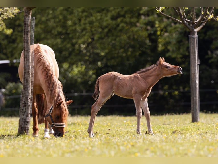 German Riding Pony Stallion Foal (05/2026)  in Dorsten