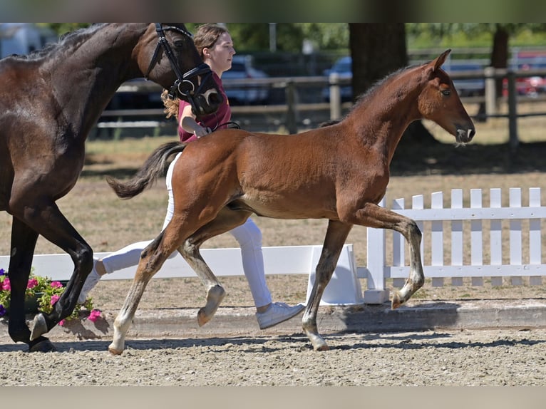 German Riding Pony Stallion Foal (05/2026)  in Standenbühl