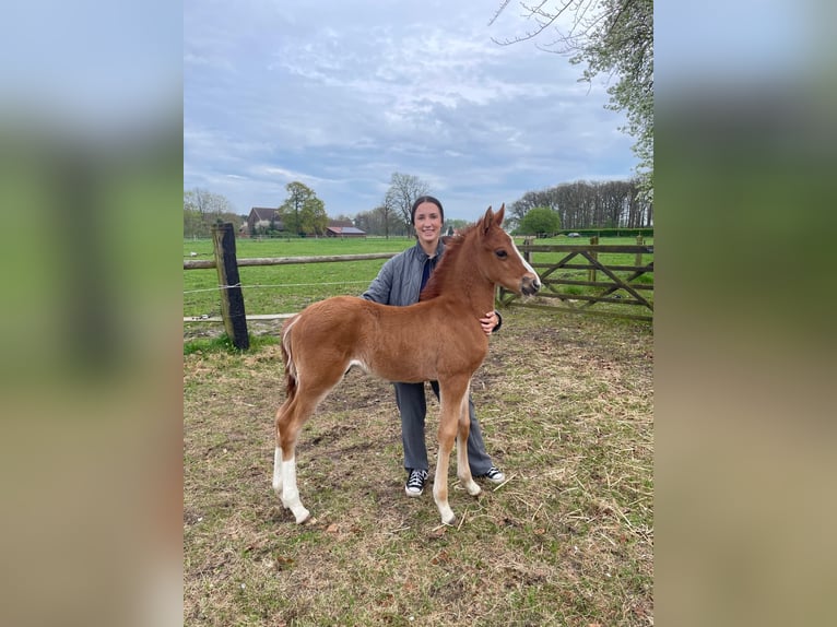 German Riding Pony Stallion Foal (03/2025) in Lippetal