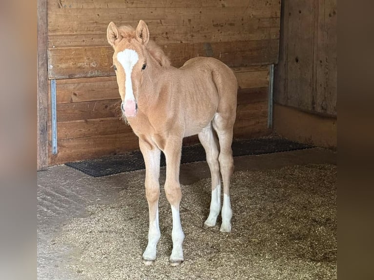 German Riding Pony Stallion Foal (05/2026)  in Zangberg