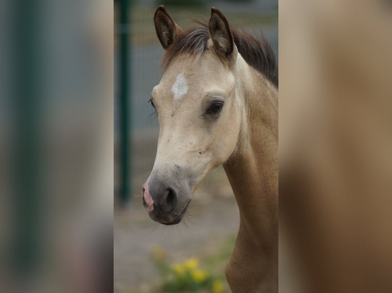 German Riding Pony Stallion Foal (05/2026) Dun in Neuenkirchen-Vörden