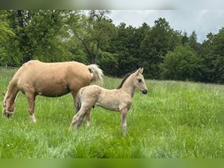 German Riding Pony Stallion Foal (03/2026) Dun in Iserlohn