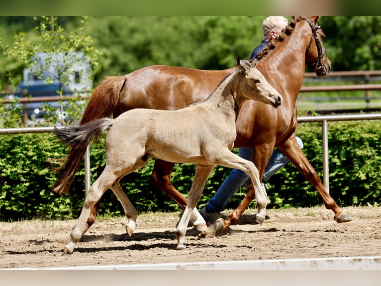 German Riding Pony Stallion Foal (04/2026) Dun in Lingen (Ems)