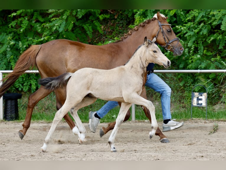 German Riding Pony Stallion Foal (04/2026) Dun in Lingen (Ems)