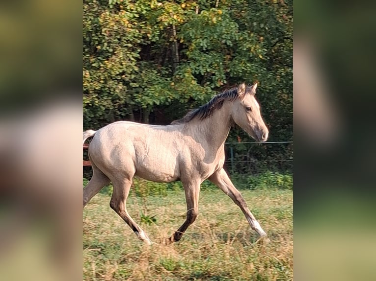 German Riding Pony Stallion Foal (05/2026) Dun in Petershagen
