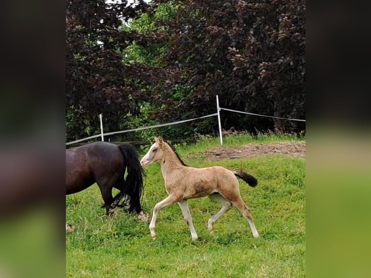 German Riding Pony Stallion Foal (04/2024) Dun in Hamburg