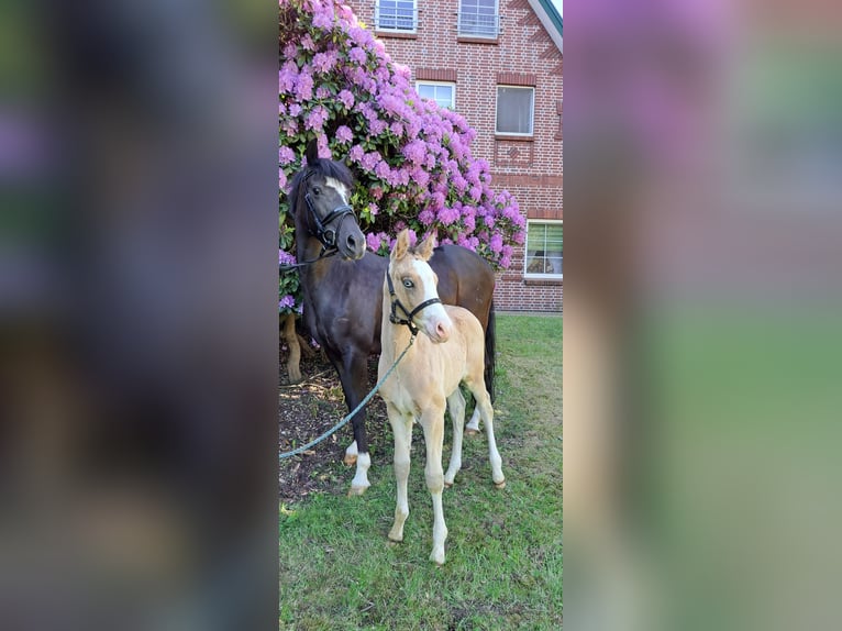 German Riding Pony Stallion Foal (04/2024) Dun in Hamburg