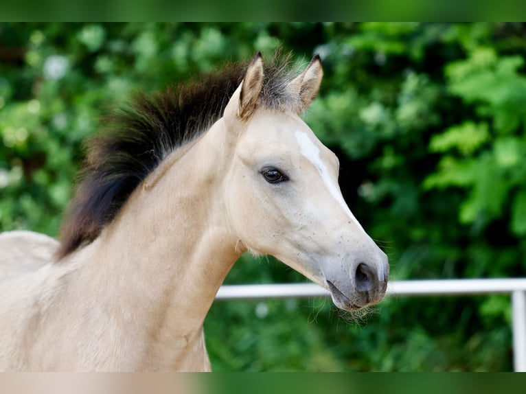 German Riding Pony Stallion Foal (03/2026) Dun in Stemwede