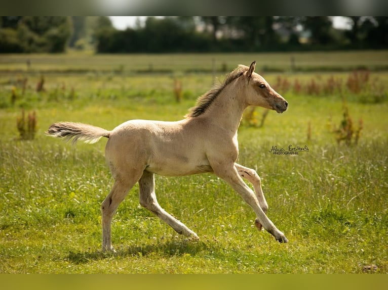 German Riding Pony Stallion Foal (04/2024) Dun in Hohenlockstedt