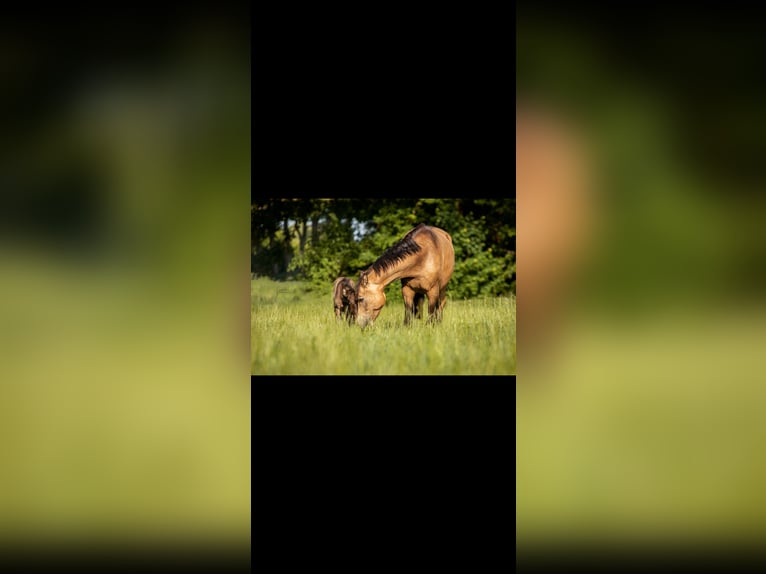 German Riding Pony Stallion  Grullo in H&#xFC;nxe