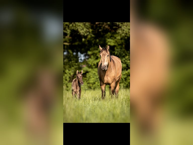 German Riding Pony Stallion  Grullo in H&#xFC;nxe