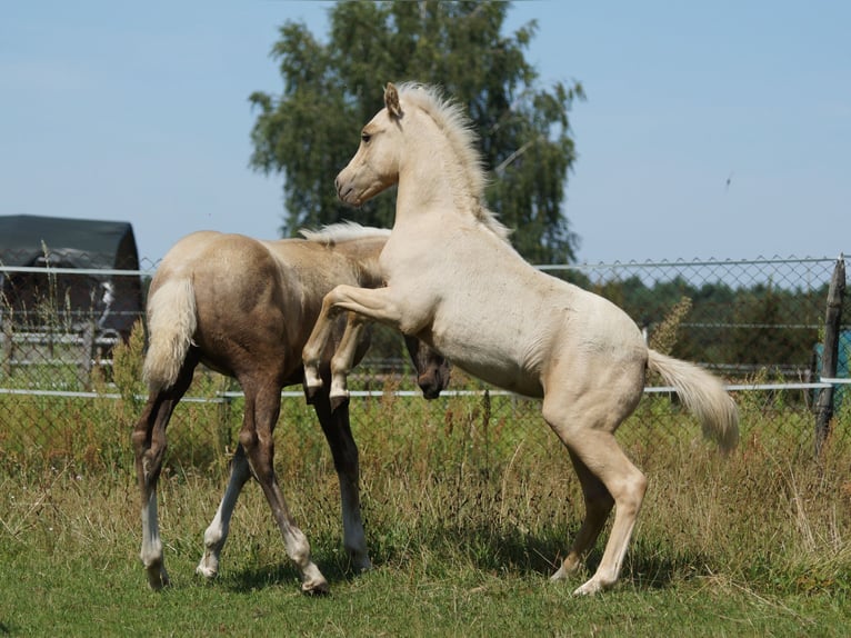 German Riding Pony Stallion  Palomino in Spreenhagen