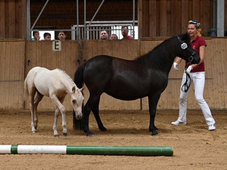 German Riding Pony Stallion  Palomino in Spreenhagen