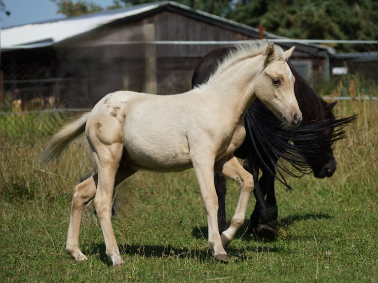 German Riding Pony Stallion  Palomino in Spreenhagen