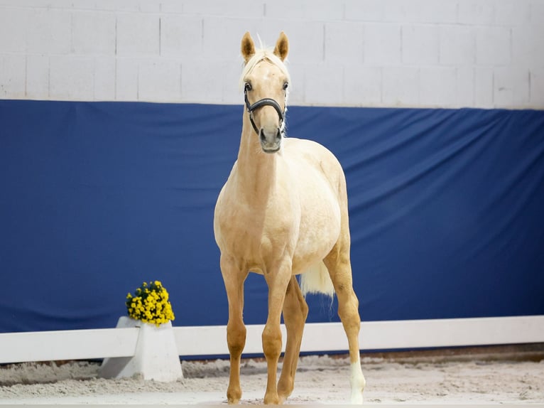 German Riding Pony Stallion Foal (05/2025) Palomino in Marsberg