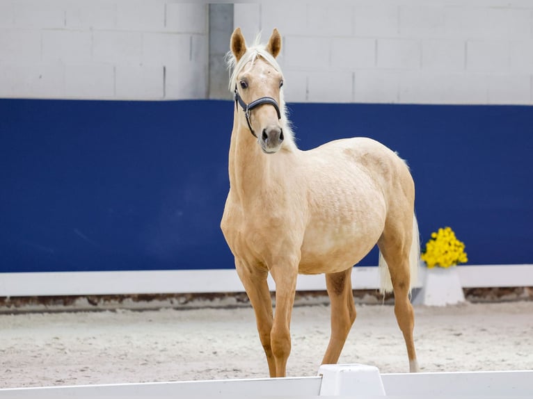German Riding Pony Stallion Foal (05/2025) Palomino in Marsberg